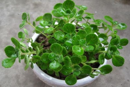 碰碰香怎么养老桩