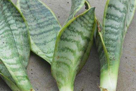 虎皮兰叶插繁殖办法