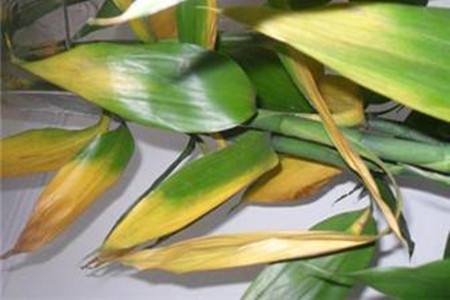 水培竹子叶子发黄什么原因