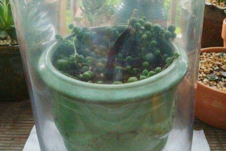 蚊香放花盆里能杀虫么