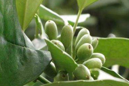 平安树怎么繁殖