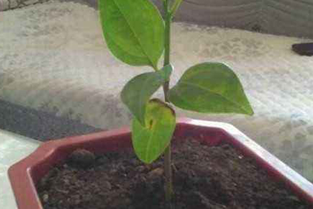 平安树怎么繁殖