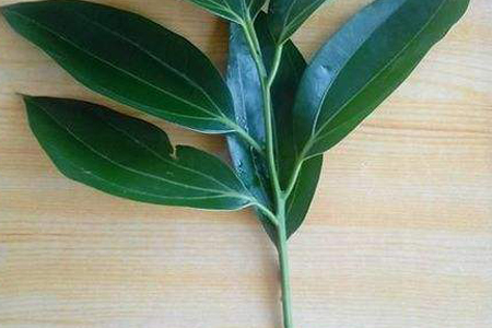 平安树怎么繁殖