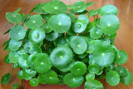 铜钱草的养殖办法和注意些什么