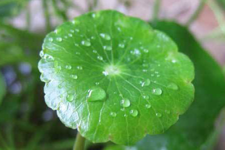 铜钱草的养殖办法和注意些什么