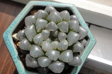 冰灯玉露怎么养