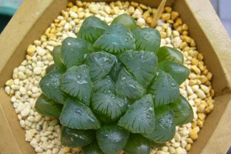 冰灯玉露怎么养