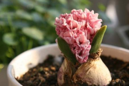 风信子夹箭解决办法