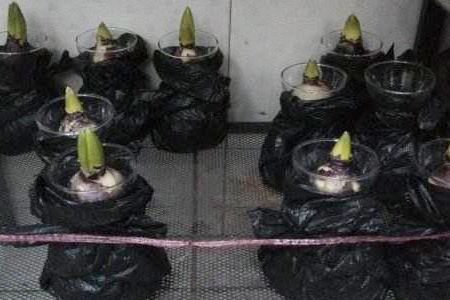 风信子夹箭解决办法