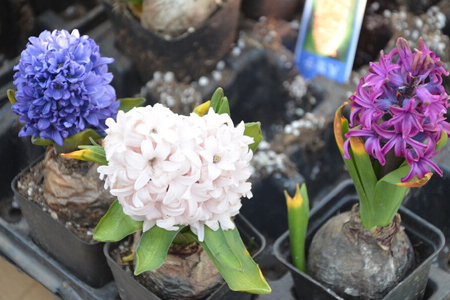 风信子开花后怎么处理