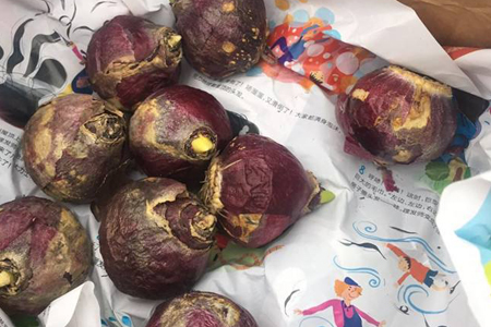 风信子开花后怎么处理