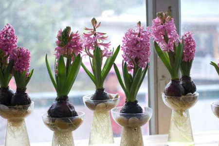 风信子开花后怎么处理