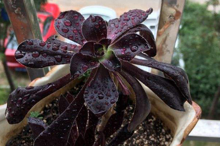 多肉法师怎么养