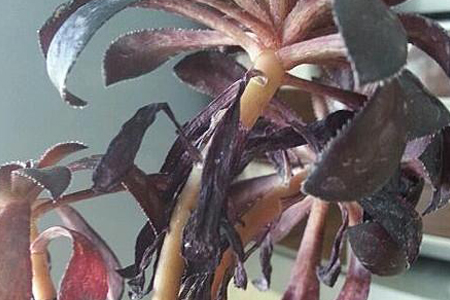 多肉法师怎么养