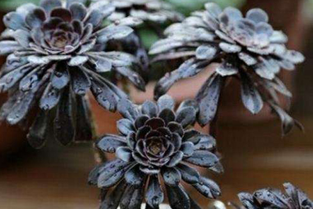 多肉法师怎么养