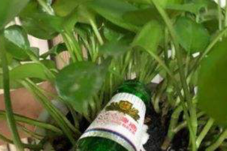 水培养花用什么肥料好