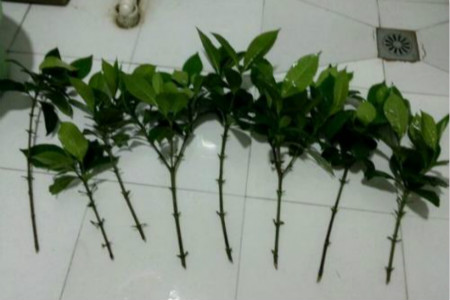 水培栀子花的栽培办法