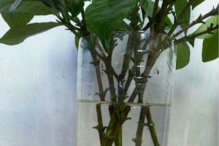 水培栀子花的栽培办法