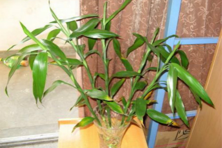 水培竹子怎么养