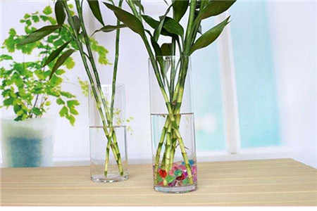 水培竹子怎么养