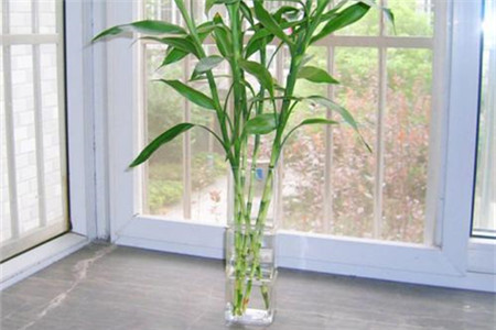 水培竹子怎么养