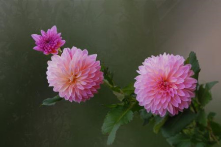 大丽花能水培吗