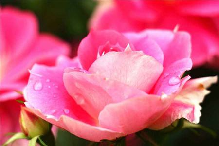 杜鹃花冬天怎么养