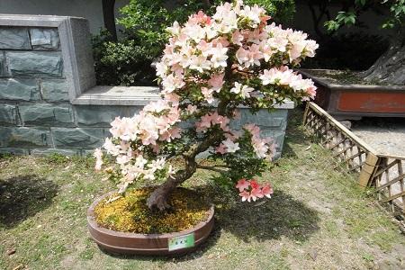 杜鹃花怎么施肥