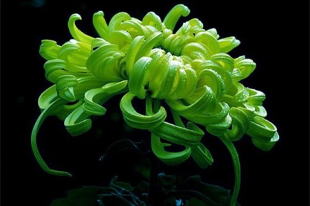 菊花怎么养
