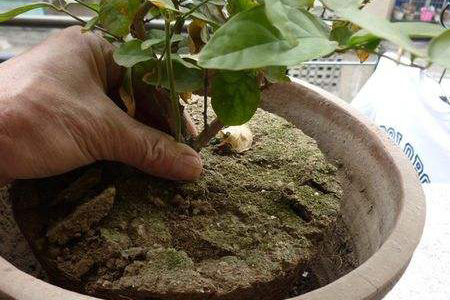 盆栽茉莉花的养殖办法