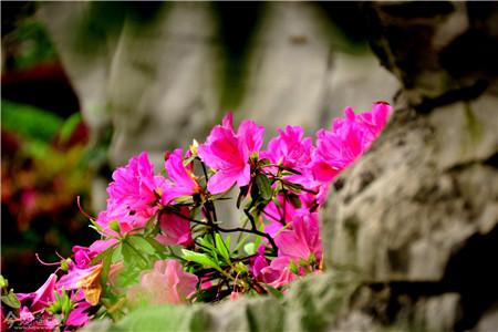 杜鹃花花期养护