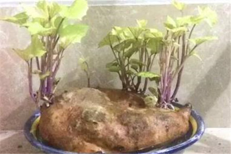 水培红薯的养殖办法和注意些什么