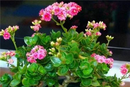 长寿花怎么浇水