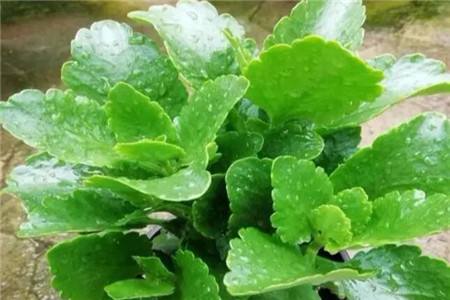 长寿花怎么浇水