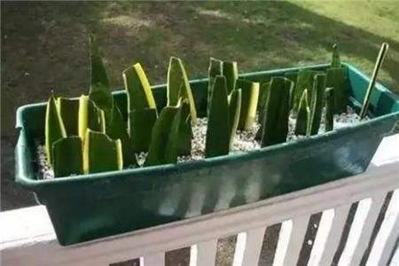虎皮兰怎么养