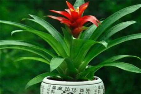 鸿运当头花怎么养