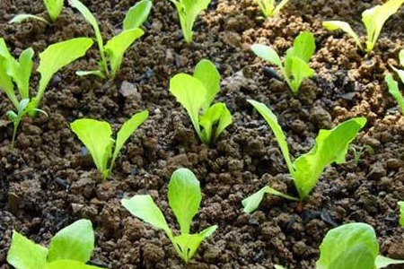 种子发芽要哪些条件，生长流程是怎么样的？