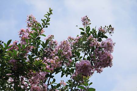 紫薇花的花语、开花时间、花期养护办法是啥？