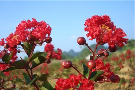 紫薇花的花语、开花时间、花期养护办法是啥？