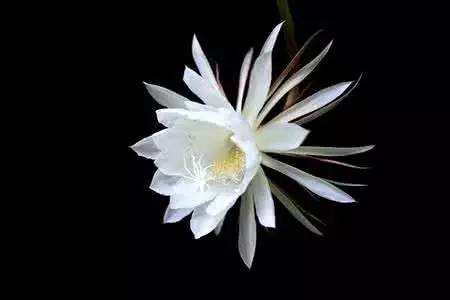 昙花的花语、花期和养护办法是啥？