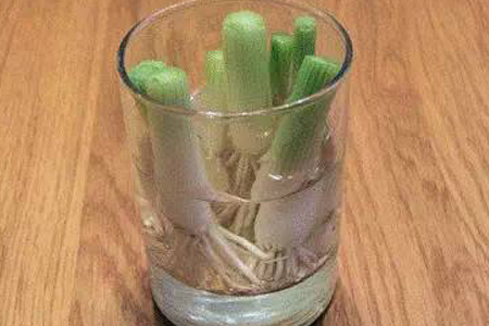 水培蔬菜有哪些