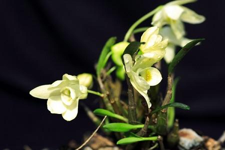 石斛种类有哪些，怎么种植和养护？