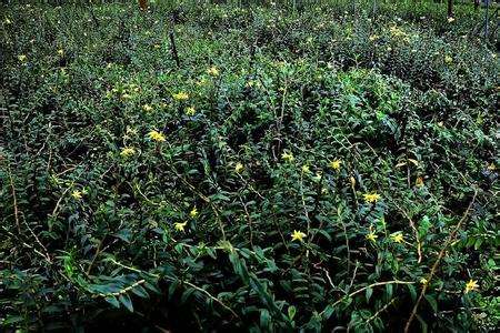 石斛种类有哪些，怎么种植和养护？