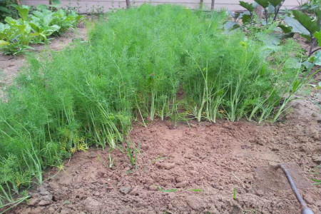 茴香是啥植物，可以在家养吗？