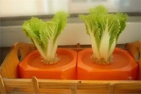 幼儿园水培蔬菜有哪些