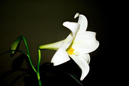 这些花代表平安健康，快在家里养一盆！