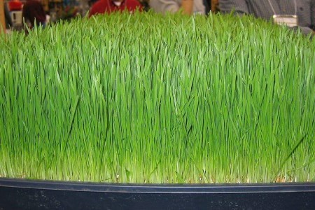 十月适合种植什么蔬菜