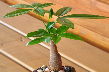 发财树怎么种植护良好浇水施肥办法新手必看