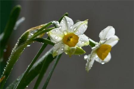 水仙花代表什么含义，怎么在家养（水培和土培）