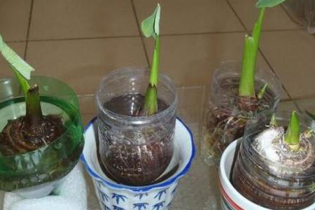可以水培的蔬菜有哪些